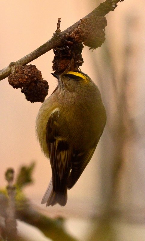 Un piccoletto da Id.